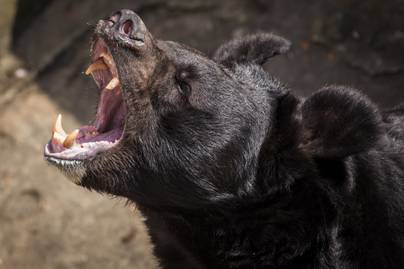 A hegymászó kamerája rögzítette, amikor rátámadt egy medve: nézd meg a döbbenetes találkozást