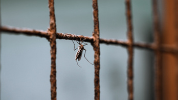 Kiirthatatlan szúnyog terjed, egészen más, mint az eddigi fajok