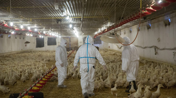 Csongrád-Csanád megyét is elérte a madárinfluenza