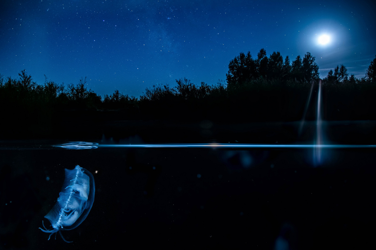 Napnyugtától napkeltéig – 1. díj – Szűcs Boldizsár: Holdvilág – Édesvízi medúza (Craspedacusta sowerbii) egy holdfényes éjszakán.