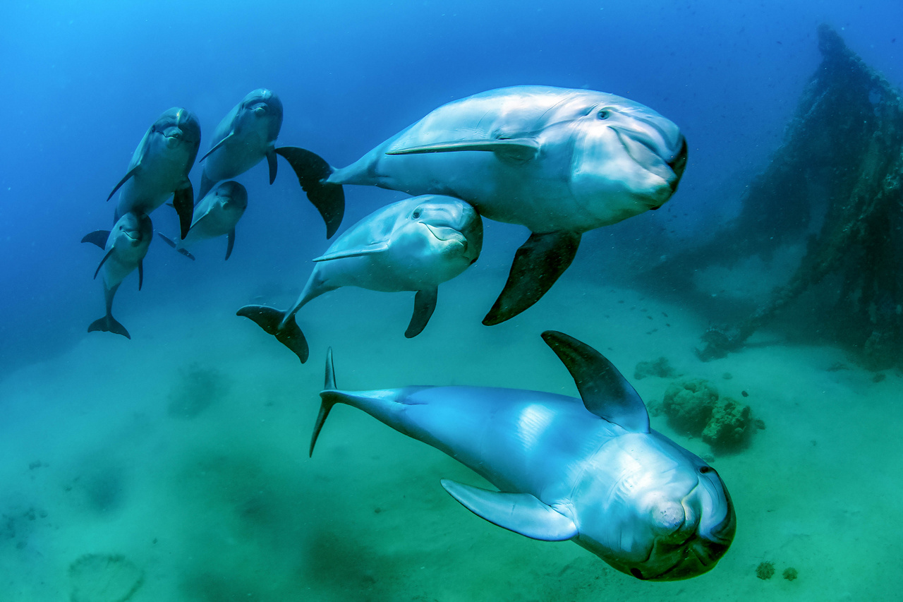 Az emlősök viselkedése – 2.díj – Dombóvári Tibor: Delfin család – Palackorrú delfin (Tursiops truncatus) család a Vörös tengeri Eilat melletti Delfin zátonyon. A delfinek turista látványosságnak számítanak, hozzászoktak az ember jelenlétéhez, de a területet szabadon elhagyhatják amikor kiúsznak a nyílt tengerre táplálkozni.