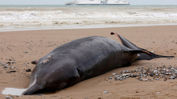 Hétméteres bálnát sodort partra a tenger Franciaországban