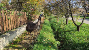 Hajtóvadászat indult egy szökött emu után