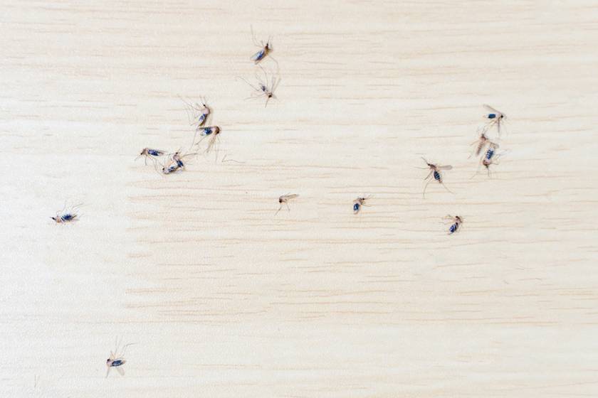 Szuperközeli kép egy szúnyog arcáról: földöntúli látványt nyújt
