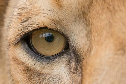 Sörényt növesztett a 18 éves nőstény oroszlán: társa halála után történt