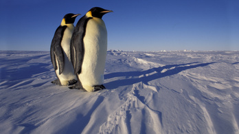 Pingvineket is fotózhat a világ legnagyobb sivatagában