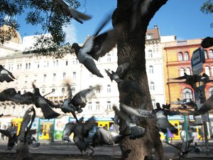Magyarok fejtik meg a galambok hatalmi viszonyait