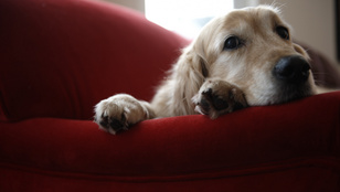A kutyák is lehetnek demensek - íme a tünetek