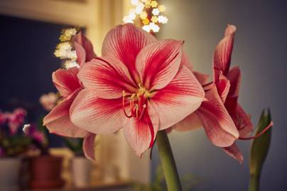 Sok télen át gyönyörűen virágozhat az amarillisz: így nevelgesd, hogy színpompás legyen