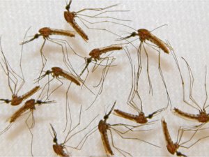 Sikeres volt a maláriavakcina tesztje