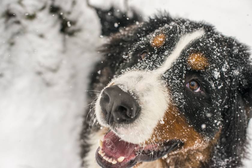 Ennél a hópelyheket evő kutyánál ma már biztos nem fogsz cukibbat látni