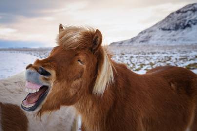 Jókedvre derítenek ezek a nevető állatok: elképesztően cuki fotók