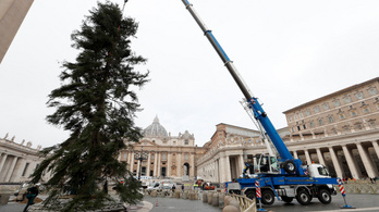 Egy hatvankét éves jegenye lesz a Vatikán karácsonyfája idén