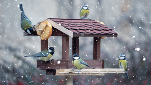 Íme a téli madáretetés 5 legfontosabb szabálya