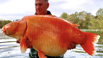 Egy francia horgász kifogta a világ legnagyobb aranyhalát