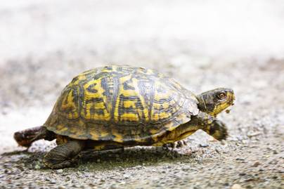 Te láttál már futó teknőst? Nem fogsz hinni a szemednek, ha megnézed ezt a videót
