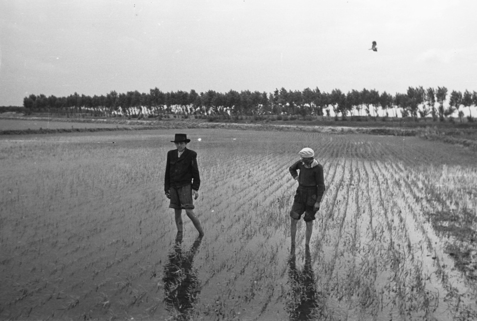 Elárasztott rizsföld Kunszentmiklós határában. Nem szocialista találmány volt a rizstermesztés, már közvetlenül a második világháború előtt és alatt próbálkoztak a nagyüzemi termesztéssel. Az ötvenes évekre már 50 ezer hektáron folyt a rizstermesztés, de a szakértelem hiánya és a kedvezőtlen éghajlati viszonyok miatt a fajták leromlottak. Jelenleg háromezer hektáron termesztik.