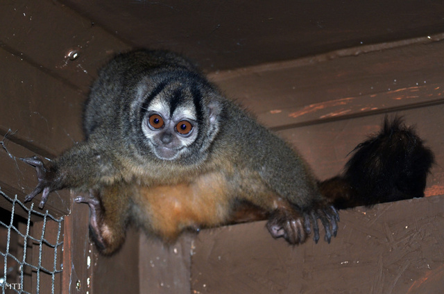 Bobó, a szürke kezű éji majom a Jászberényi Állatkertben
