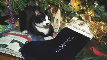 Macskáinknál karácsonykor karmolhat az ideg, de elkerülhető a fadöntögetés