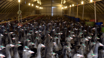 Békés megyében is megjelent a madárinfluenza