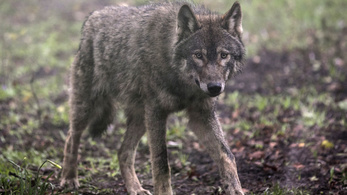 Tiltják a farkasok kilövését paintball-lövedékkel Hollandiában