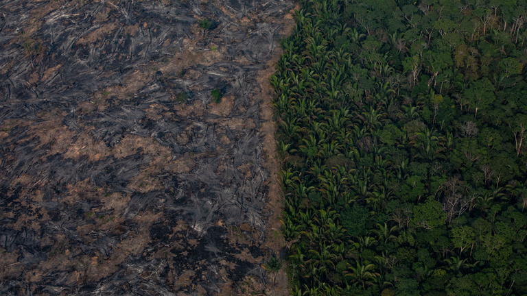Meghökkentő számok az amazonasi erdőirtásokról