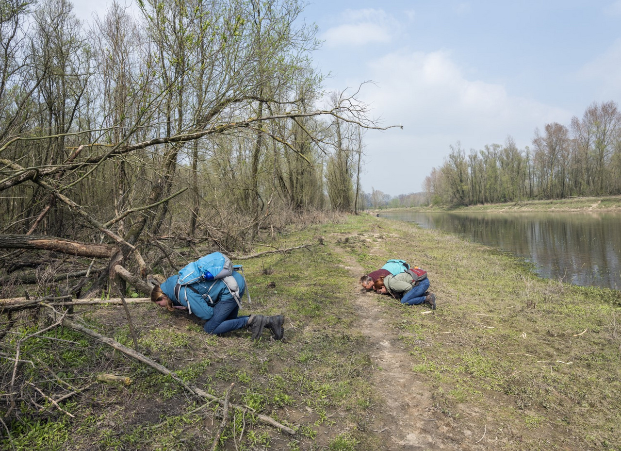 Önkéntesek hódok által szagjelzésként hátrahagyott halmokat szagolnak, Kekerdom, Hollandia, 2019