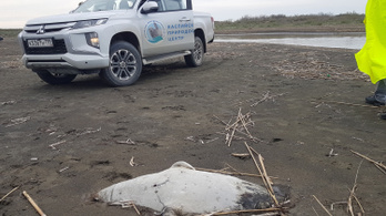 Hétszáz veszélyeztetett fóka pusztult el egyszerre Oroszországban