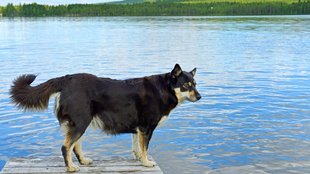 Lapp pásztorkutya: a munkamániás, rénszarvasokat terelő kutya