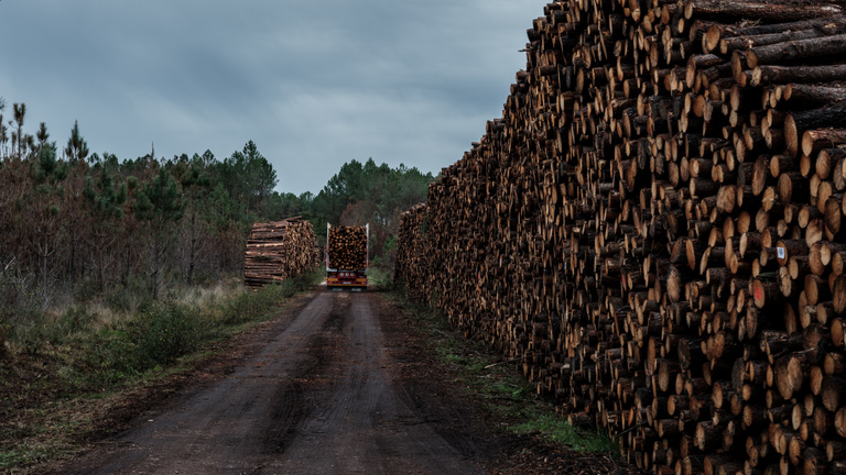 Jogszabállyal akadályozná meg az erdőirtást az unió