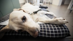 Nobel-díjas módszer segíthet a csontrákos kutyák kezelésében