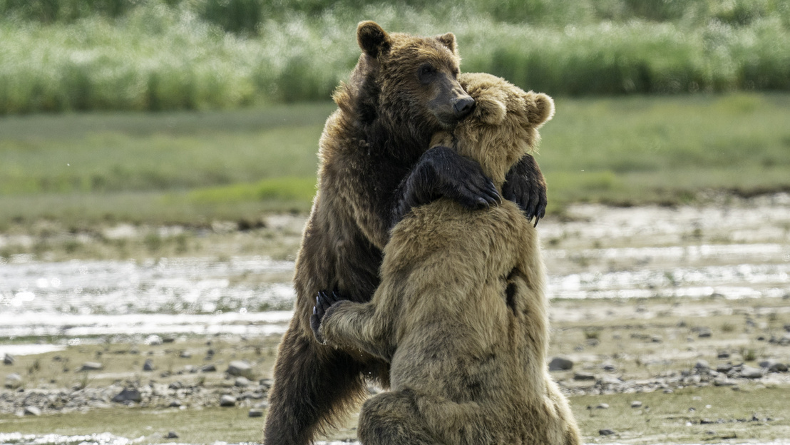 h MDRUM Big Bear Hug-2 (1)