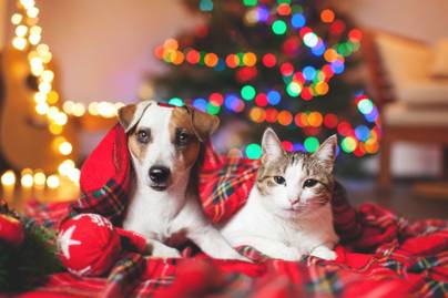 Ilyen legyen a karácsonyfád, ha kutya vagy macska van a háznál: erre figyelj a biztonság érdekében