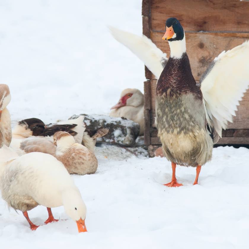 Váratlanul érte a kacsákat a havazás: imádja az internet a reakciójukról készült felvételt