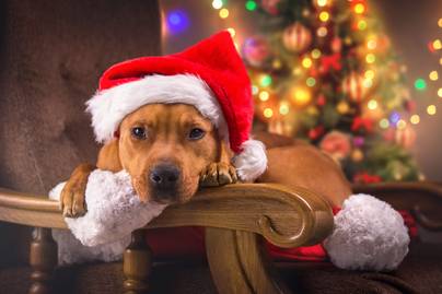 Így teheted szebbé a kutyusod karácsonyát: 6 apró ötlet, amivel biztosan a kedvében jársz