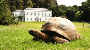 190 éves lett a világ legidősebb teknőse, Jonathan