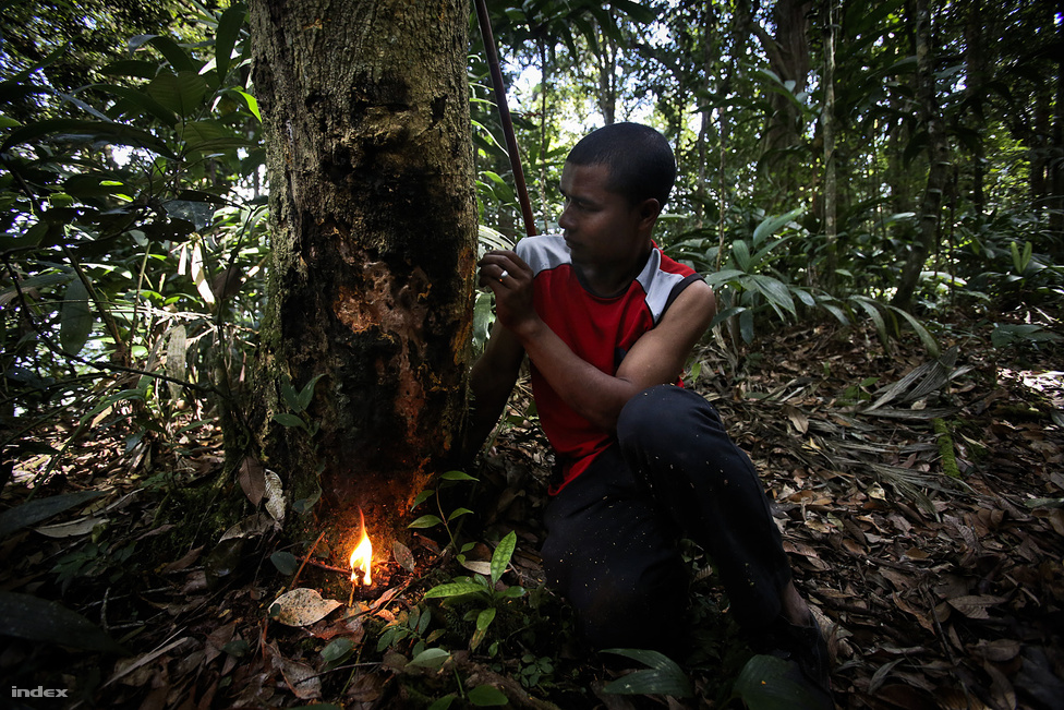 A dzsungeltúra keretében a maláj őslakos orang aslik mutatják be a túlélőpraktikákat
                        tűzgyújtástól az ehető növényeken át a kisállatcsapda elkészítésének rejtelmeiig. Persze aki akar, 
                        magányosan is nekivághat az esőerdőnek, de akkor a szálláshelyen jelezni kell, hova indul, hogy ha 
                        nem érkezik vissza időben, legalább tudják, merre keressék.