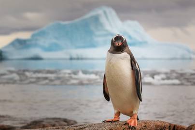 Összetalálkozott a pingvin az antarktiszi expedíció tagjaival: ilyen viccesen reagált