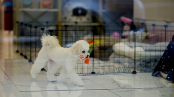 Nem lehet többé kutyát és macskát vásárolni a New York-i állatkereskedésekben