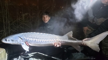 Gigantikus tokhalat fogott egy fiatal fiú Gyálon