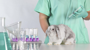 New York állam betiltotta az állatokon tesztelt kozmetikumok értékesítését