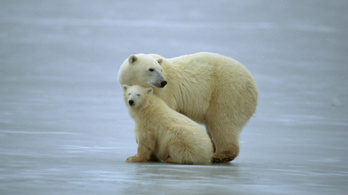 Gyors ütemben halnak meg a kanadai jegesmedvék