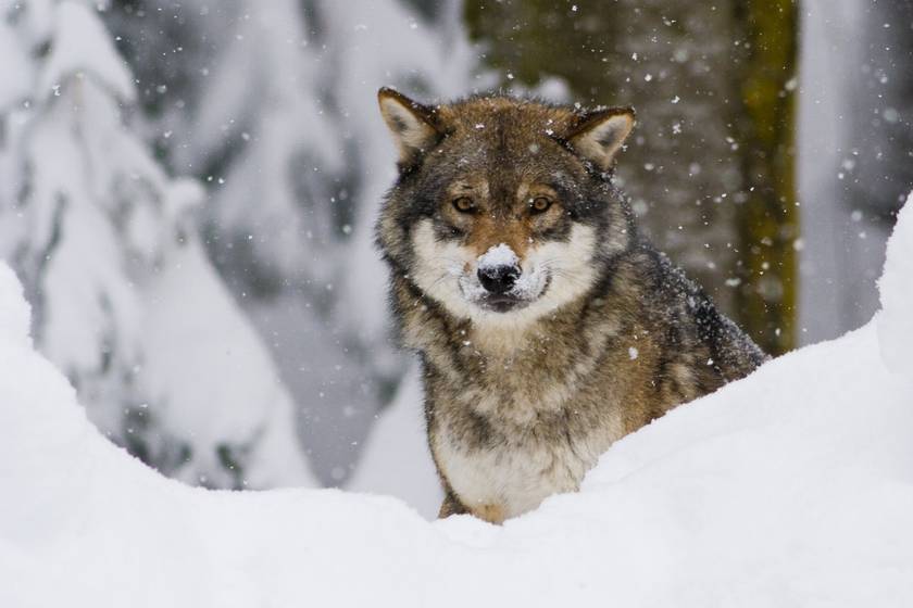 Bámulatos pillanatot rögzített az erdei kamera: lenyűgöző látvány a hóban vonuló farkasfalka