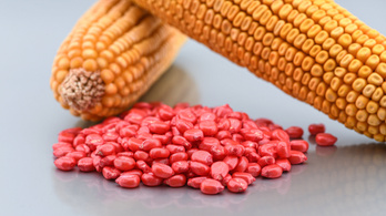 Nem kukoricáznak az agráriumban: egy szem vetőmag már több mint egy forintba kerül