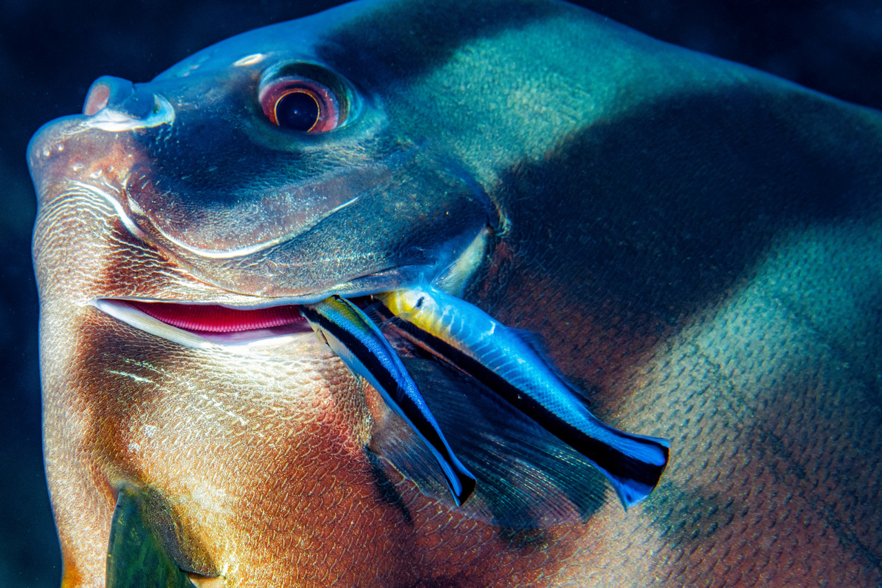 Tisztogató halak akcióban. Mindkét fél számára előnyös az a kapcsolat, amely a denevérhalak (Platax teira) és az őket ápoló, tisztogató ajakhalak (Labroides dimidiatus) között jött létre. Maldív-szigetek, 2021