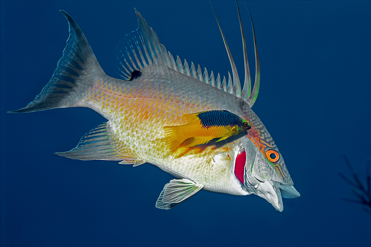 Disznóhalat (Lachnolaimus maximus) tisztogató fiatal spanyol disznóhal (Bodianus rufus). A Karib-tengeren nem élnek tisztogató ajakhalak, ezért ezt a tevékenységet más halak végzik fiatalkorukban. Kuba, 1990