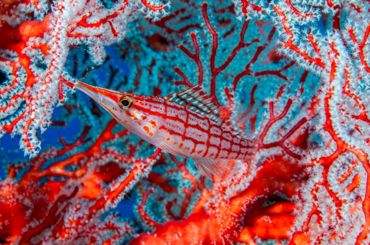 Szarukorall ágai között él a hosszúorrú korallőrhal (Oxycirrhites typus). Testének színe, mintázata tökéletesen illeszkedik környezetéhez. Indonézia, 2009
                         
