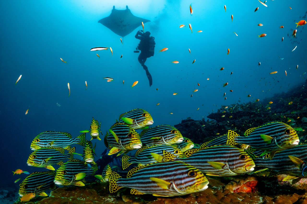 Sárga csíkos csattogóhalak (Lutjanus kasmira) és ördögrája. Maldív-szigetek, 2021