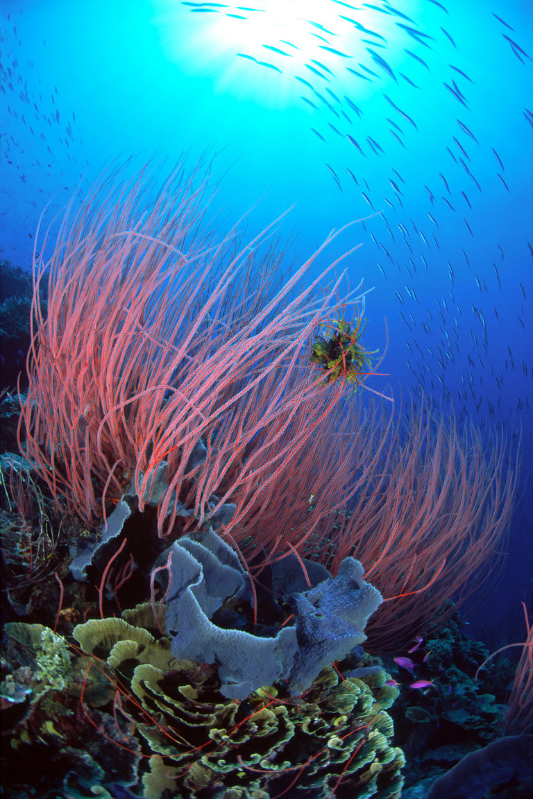 Korallok és szivacsok. Bismarck-tengeri víz alatti tájkép. Pápua Új-Guinea, 2002