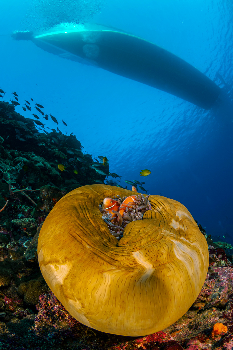 A búvárhajó és a bohóchalak. Rózsaszín bohóchalak (Amphiprion perideraion) a csápjait visszahúzó tengeri rózsában keresik a védelmet. Pápua Új-Guinea, 2007